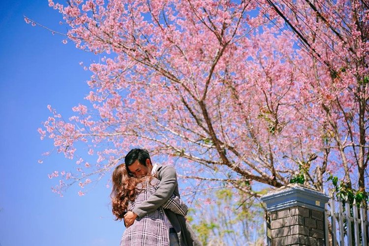 Đến Đà Lạt những ngày này, mai anh đào đã nhuộm hồng cả thành phố