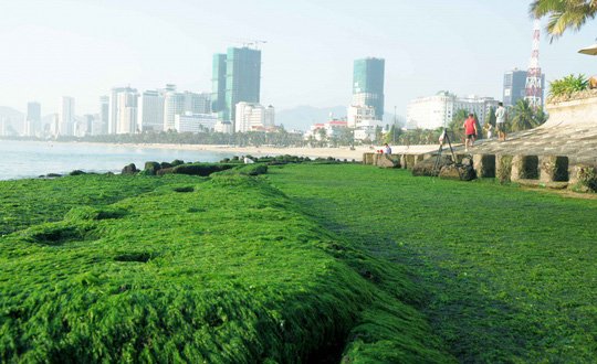 Ngắm bãi rêu xanh tuyệt đẹp hút khách ở Nha Trang