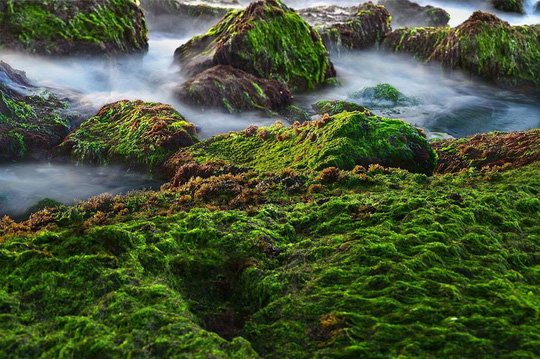 Ngắm bãi rêu xanh tuyệt đẹp hút khách ở Nha Trang