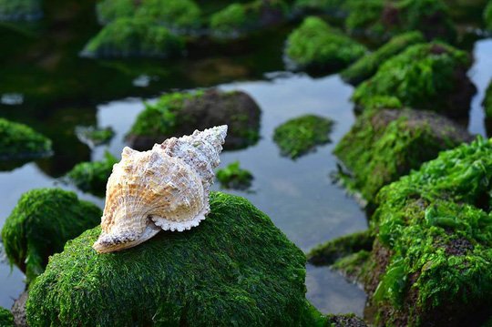 Ngắm bãi rêu xanh tuyệt đẹp hút khách ở Nha Trang