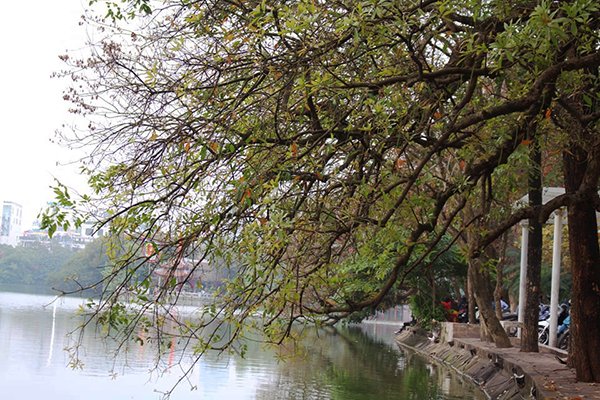 lung-linh-ve-dep-binh-yen-cua-mua-xuan-ha-noi