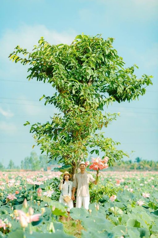 da-lung-ra-dia-chi-canh-dong-sen-rong-bat-ngat-tai-an-giang-thien-duong-song-ao-la-day-chu-dau-nua