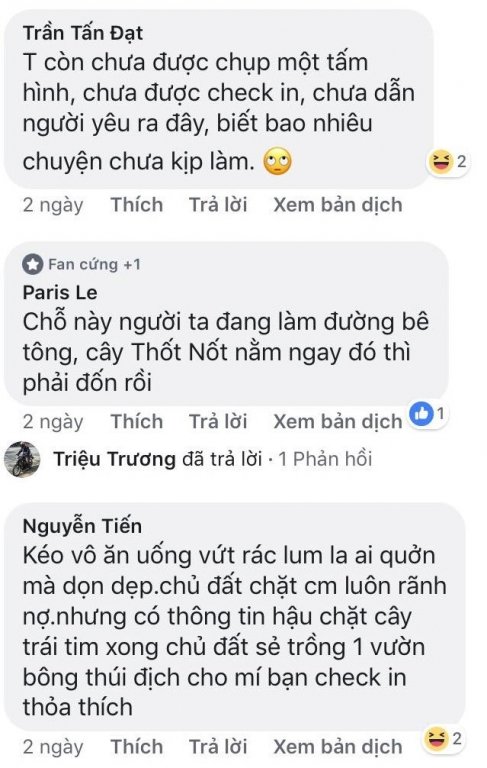 Dân mạng tiếc nuối vì cây thốt nốt trái tim ở An Giang bị chặt lá