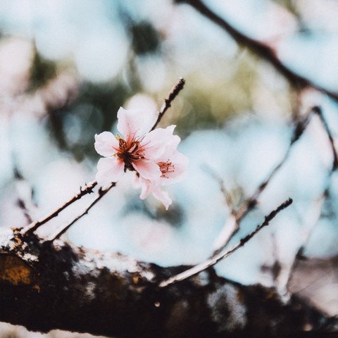 nét thơ hùng vĩ của miền đất 'hoa nở trên đá'