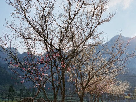 nét thơ hùng vĩ của miền đất 'hoa nở trên đá'