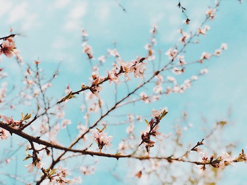 nét thơ hùng vĩ của miền đất 'hoa nở trên đá'