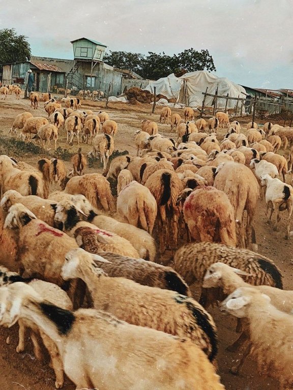 11 địa điểm vừa đẹp, vừa hay mà đã đến Ninh Thuận nhất định không thể bỏ lỡ!