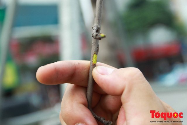 Chủ tịch TP Hà Nội lên tiếng về hàng cây phong trên phố Trần Duy Hưng trơ cành, héo úa