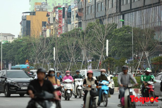 Chủ tịch TP Hà Nội lên tiếng về hàng cây phong trên phố Trần Duy Hưng trơ cành, héo úa