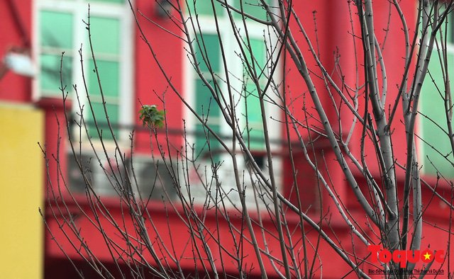 Chủ tịch TP Hà Nội lên tiếng về hàng cây phong trên phố Trần Duy Hưng trơ cành, héo úa