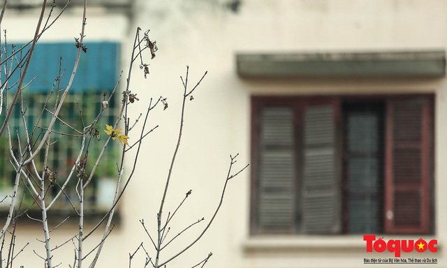 Chủ tịch TP Hà Nội lên tiếng về hàng cây phong trên phố Trần Duy Hưng trơ cành, héo úa