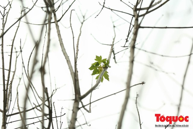 Chủ tịch TP Hà Nội lên tiếng về hàng cây phong trên phố Trần Duy Hưng trơ cành, héo úa