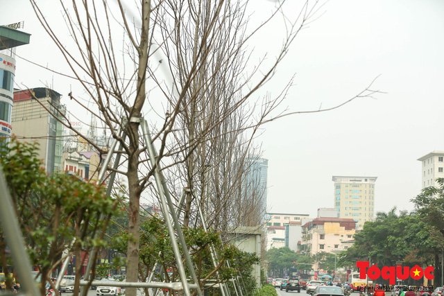 Chủ tịch TP Hà Nội lên tiếng về hàng cây phong trên phố Trần Duy Hưng trơ cành, héo úa