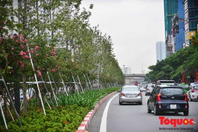 Chủ tịch TP Hà Nội lên tiếng về hàng cây phong trên phố Trần Duy Hưng trơ cành, héo úa