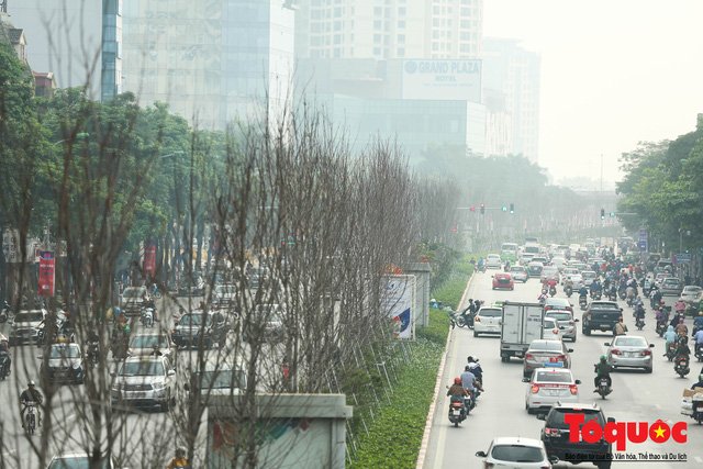 Chủ tịch TP Hà Nội lên tiếng về hàng cây phong trên phố Trần Duy Hưng trơ cành, héo úa