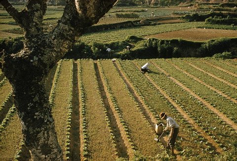 Dáng hình Đà Lạt xưa, khi đường phố còn thưa bóng khách du lịch