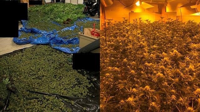 4 người gốc Việt ở Mỹ bị bắt vì trồng cần sa tại nhà