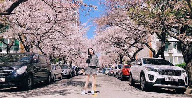 Hoa anh đào bắt đầu nở trắng đường phố Hàn Quốc