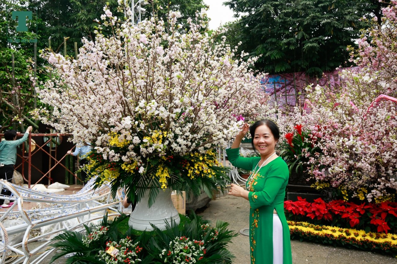 hang-ngan-canh-hoa-anh-dao-bat-ngo-khoe-sac-ruc-ro-ben-ho-hoan-kiem