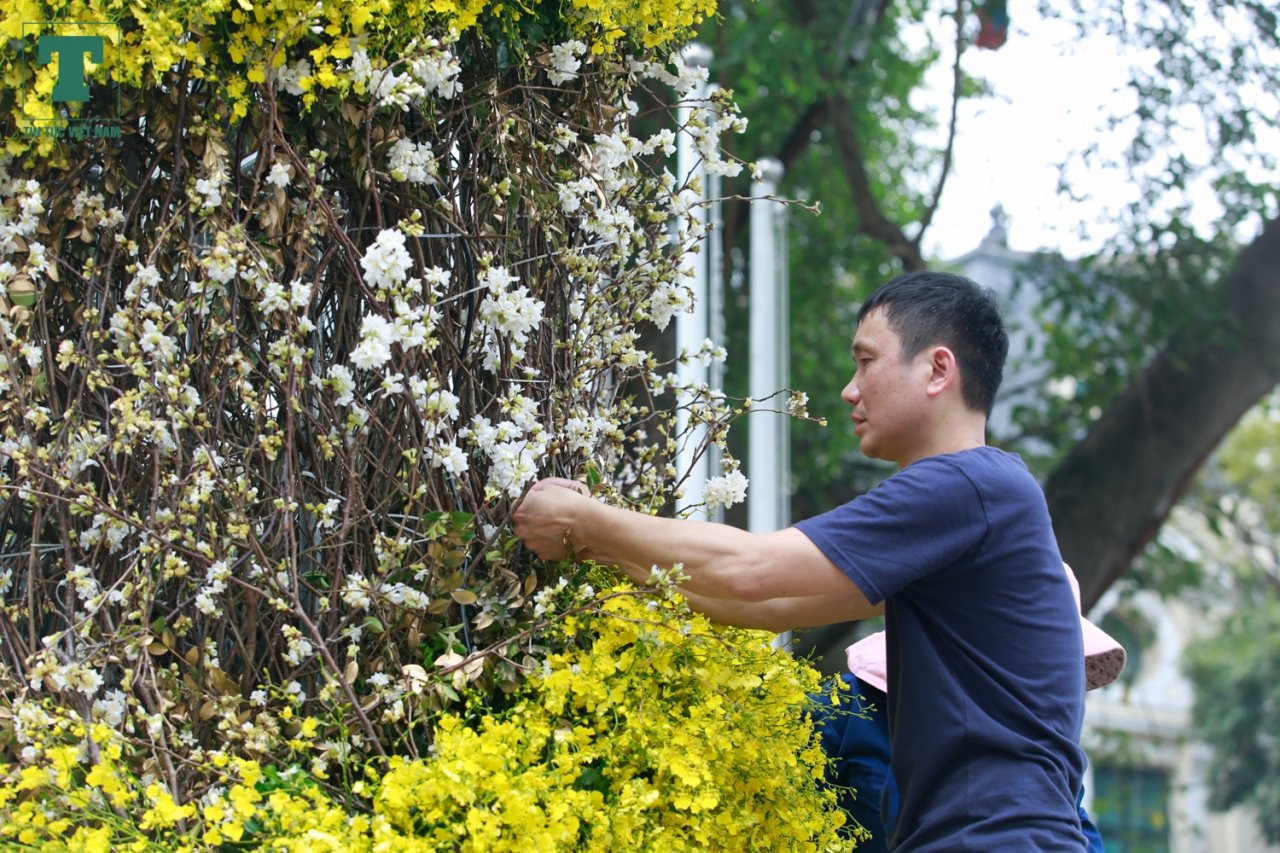 hang-ngan-canh-hoa-anh-dao-bat-ngo-khoe-sac-ruc-ro-ben-ho-hoan-kiem