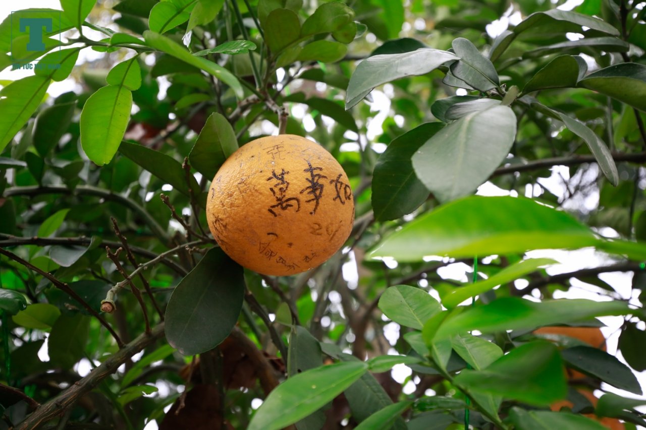 cay-tai-chua-co-nhat-ha-noi-chi-chit-chu-trung-quoc