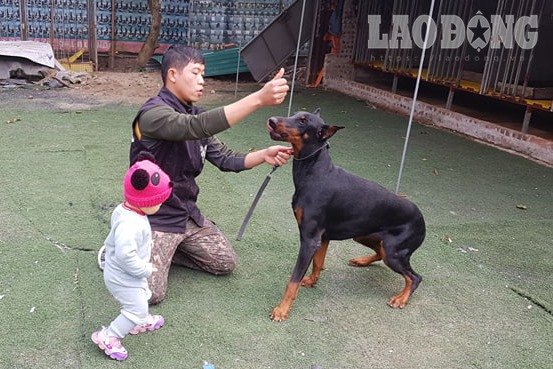 Từ vụ đàn chó cắn chết bé trai: 