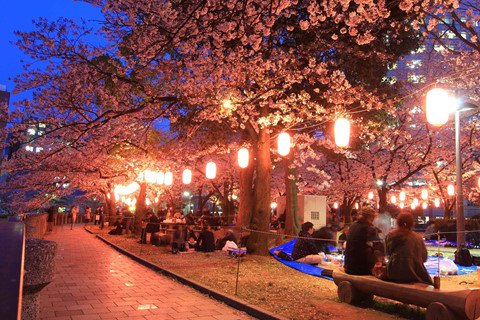 Văn hóa trải bạt, uống rượu thưởng anh đào độc đáo của người Nhật