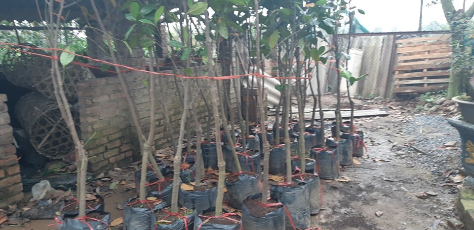 ban-1-qua-mit-bo-tui-tien-trieu-mien-bac-chay-giong-mit-thai