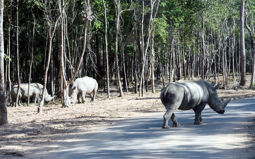 te-giac-con-dau-tien-chao-doi-tai-vinpearl-safari-phu-quoc