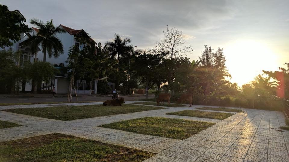 da-nang-khi-nhung-dan-bo-thoai-mai-di-dao-giua-duong-pho