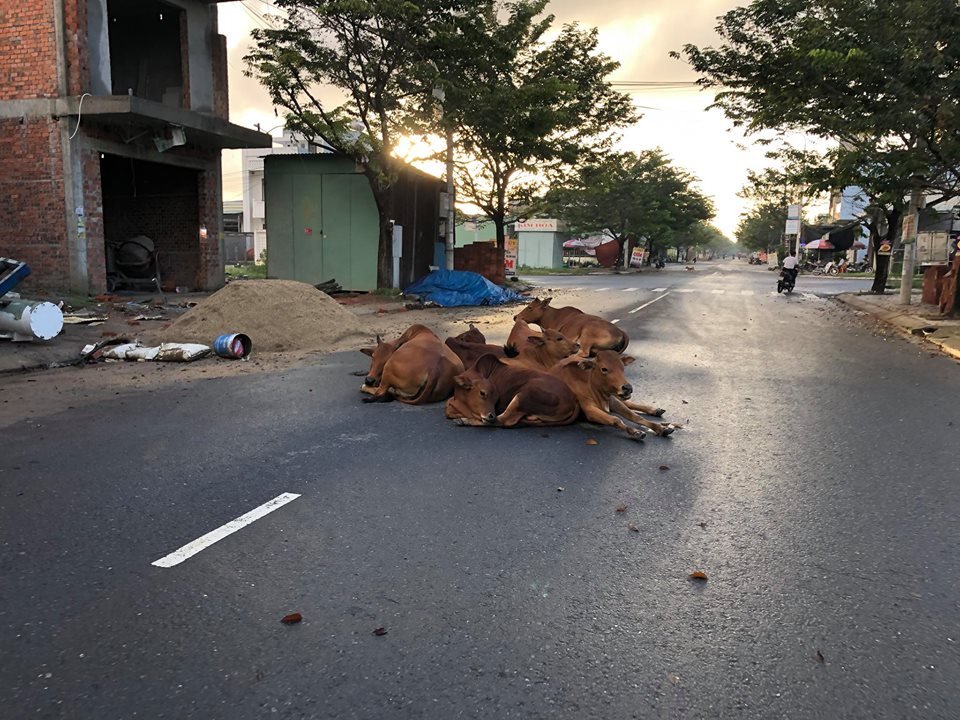 da-nang-khi-nhung-dan-bo-thoai-mai-di-dao-giua-duong-pho