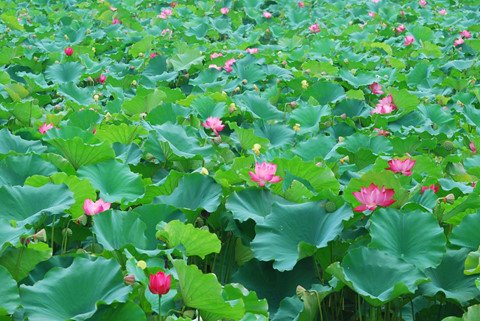 Hồ Tây thơ mộng trong lòng Hà Nội