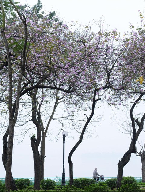 Hồ Tây thơ mộng trong lòng Hà Nội