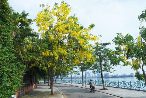 Hồ Tây thơ mộng trong lòng Hà Nội