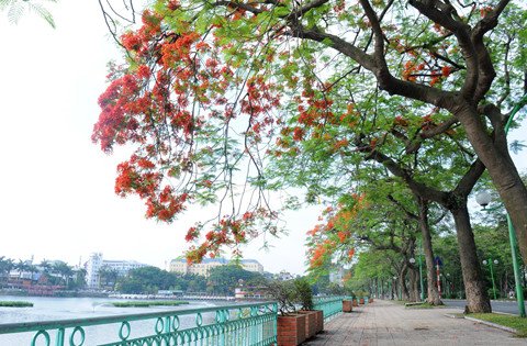 Hồ Tây thơ mộng trong lòng Hà Nội