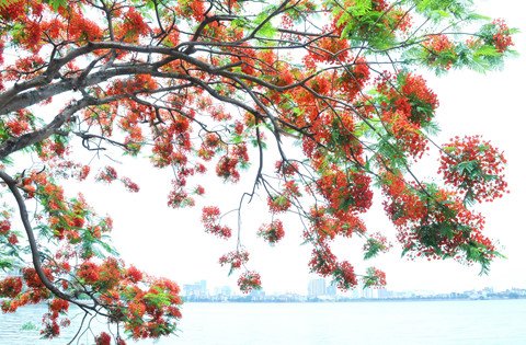 Hồ Tây thơ mộng trong lòng Hà Nội