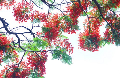 Hồ Tây thơ mộng trong lòng Hà Nội