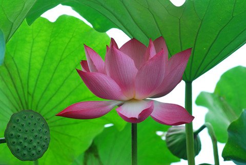 Hồ Tây thơ mộng trong lòng Hà Nội