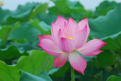 Hồ Tây thơ mộng trong lòng Hà Nội