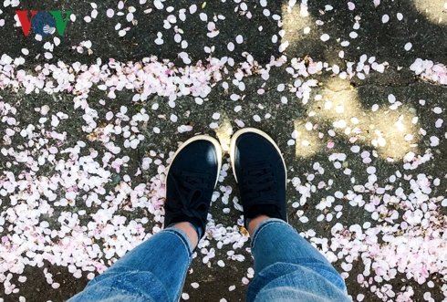 Tháng 4 đi Hàn ngắm hoa anh đào đẹp ngất ngây