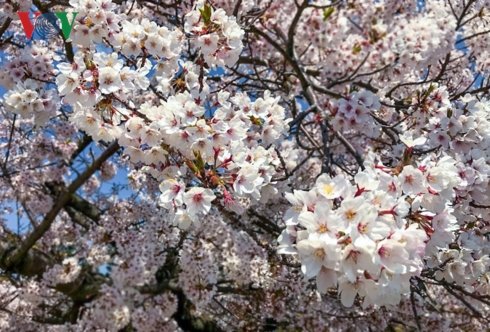 Tháng 4 đi Hàn ngắm hoa anh đào đẹp ngất ngây