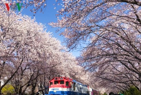 Tháng 4 đi Hàn ngắm hoa anh đào đẹp ngất ngây