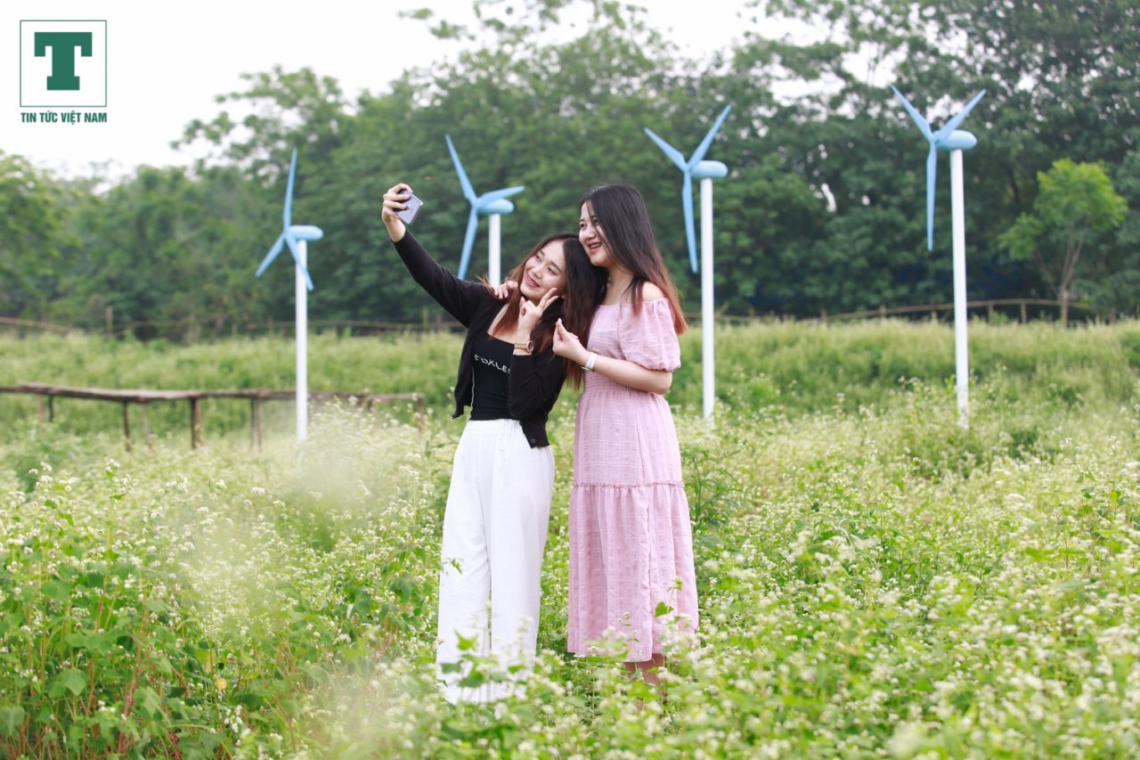 Hoa tam giác mạch hiện đang trong thời kỳ đẹp nhất và duy trì vẻ đẹp này trong khoảng 45 ngày trước khi tàn.