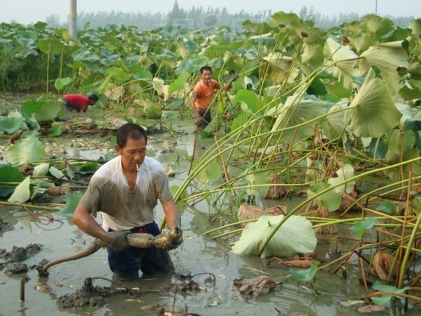 lam-nong-nghiep-thong-minh-gan-14-ty-dan-trung-quoc-khong-chi-du-an-ma-con-an-ngon