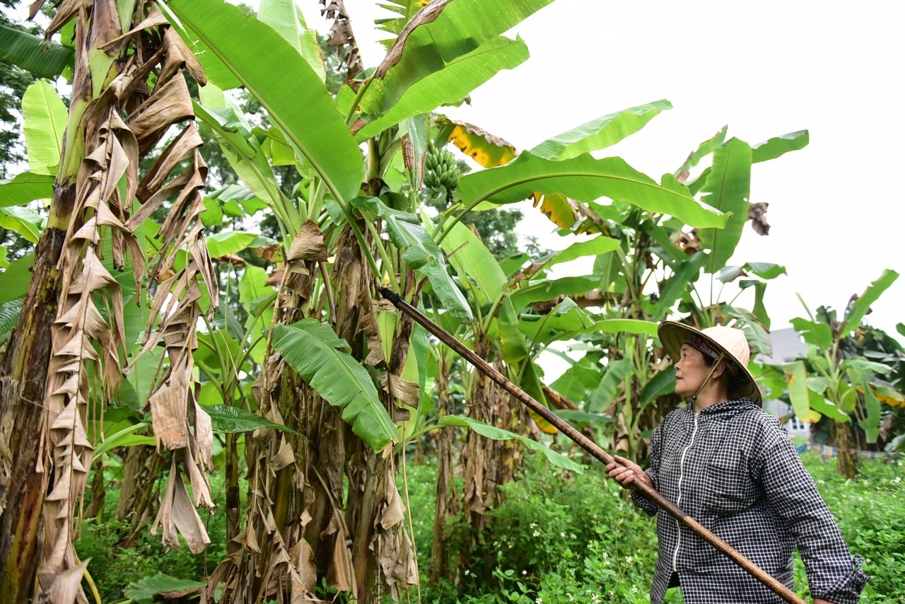 thu-hoach-la-chuoi