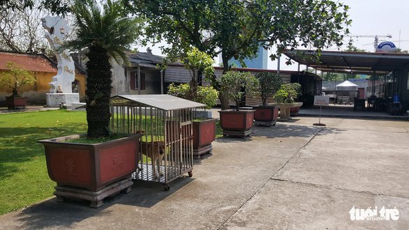 Một con chó được nhốt ngay lối vào chùa Trung Hành - Ảnh: TIẾN THẮNG