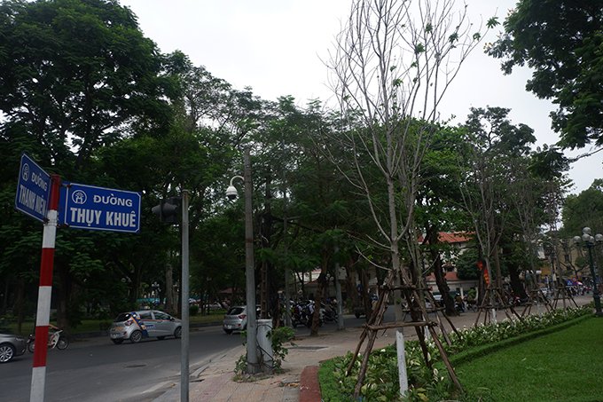Hàng phong lá đỏ được trồng trên con phố Thụy Khuê, Thanh Niên cũng bắt đầu mọc lá trở lại.