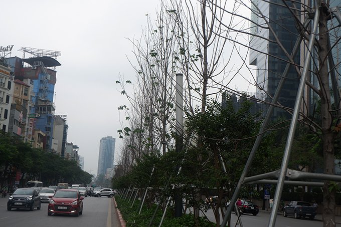 Toàn thành phố hiện đang trồng mới nhiều cay xanh góp phần xây dựng môi trường xanh, cải thiện không khí và tạo cảnh quan đô.