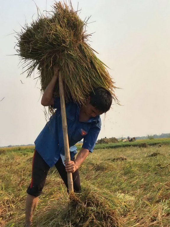 Thầy Nam giúp học trò gặt lúa