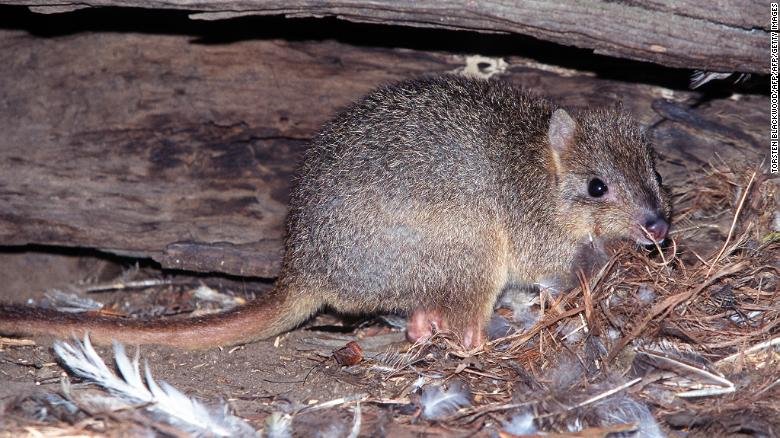Loài chuột thỏ đuôi chổi đang bị mèo hoang đe dọa ở Australia.